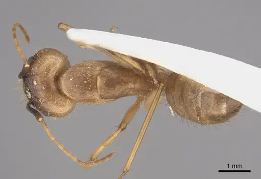 Camponotus fumidus specimen CASENT0923533 image casent0923533_1