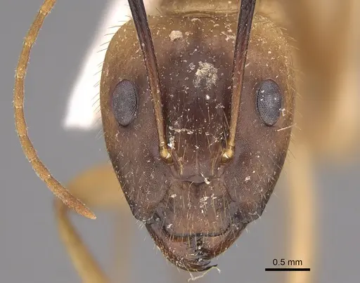 Camponotus fumidus specimen CASENT0923533 image casent0923533_2