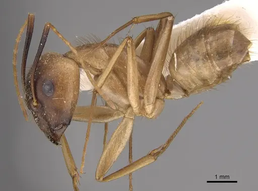 Camponotus fumidus specimen CASENT0923533 image casent0923533_3