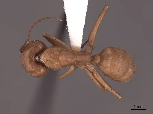 Camponotus fumidus specimen FMNHINS0000045749 image fmnhins0000045749_1