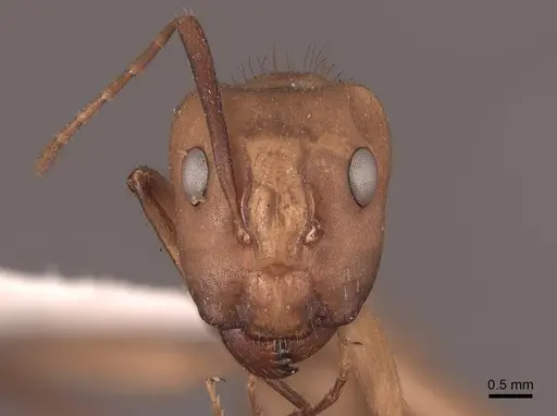 Camponotus fumidus specimen FMNHINS0000045749 image fmnhins0000045749_2