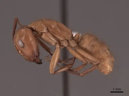 Camponotus fumidus specimen FMNHINS0000045749 image fmnhins0000045749_3