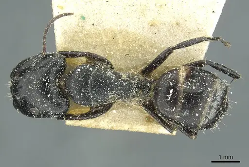 Camponotus furvus specimen CASENT0911653 image casent0911653_1