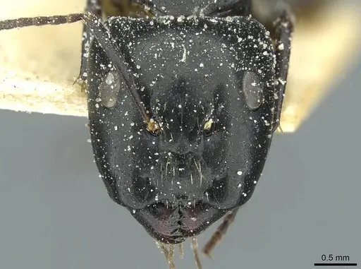 Camponotus furvus specimen CASENT0911653 image casent0911653_2