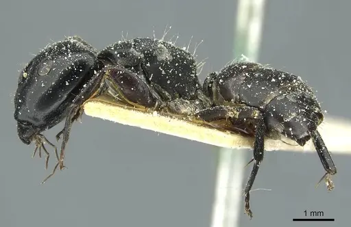 Camponotus furvus specimen CASENT0911653 image casent0911653_3