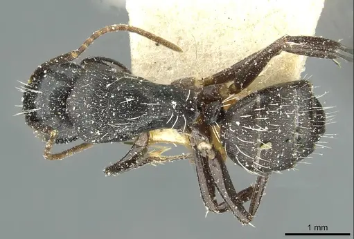 Camponotus furvus specimen CASENT0911654 image casent0911654_1
