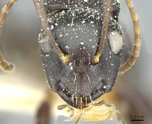 Camponotus furvus specimen CASENT0911654 image casent0911654_2