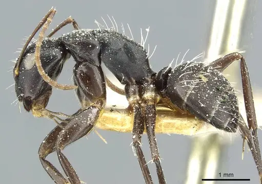 Camponotus furvus specimen CASENT0911654 image casent0911654_3