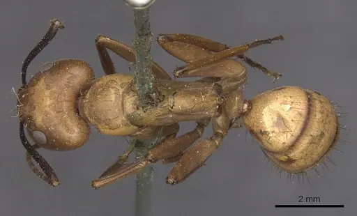 Camponotus fuscocinctus specimen CASENT0905259 image casent0905259_1