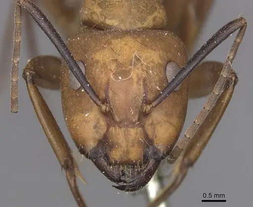 Camponotus fuscocinctus specimen CASENT0905259 image casent0905259_2