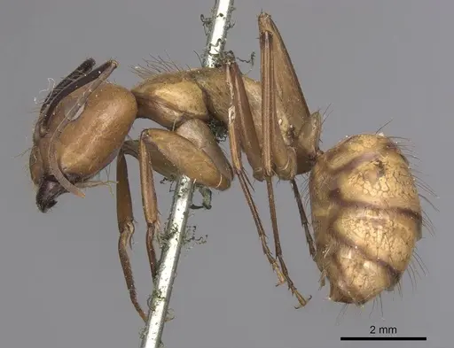 Camponotus fuscocinctus specimen CASENT0905259 image casent0905259_3