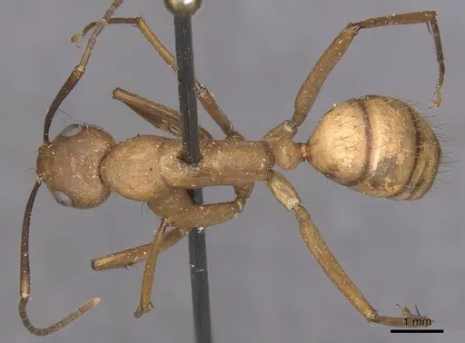 Camponotus fuscocinctus specimen CASENT0905260 image casent0905260_1