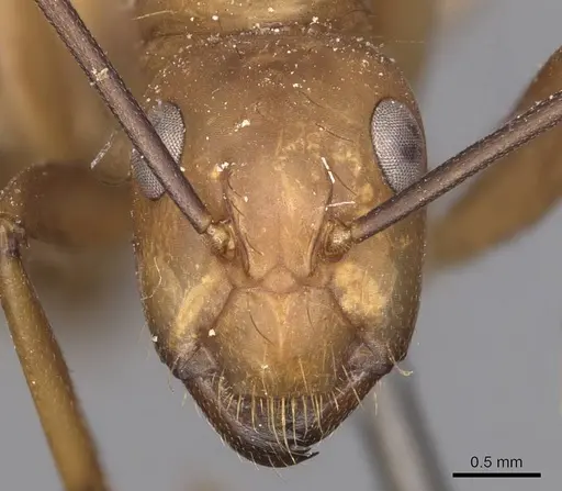 Camponotus fuscocinctus specimen CASENT0905260 image casent0905260_2