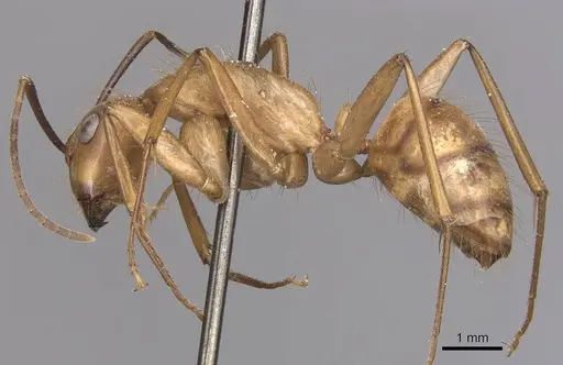 Camponotus fuscocinctus specimen CASENT0905260 image casent0905260_3