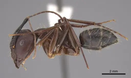 Camponotus fuscocinctus specimen CASENT0923534 image casent0923534_1