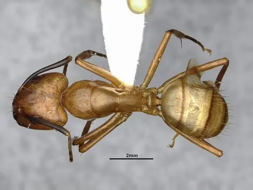 Camponotus fuscocinctus specimen CASENT4032233 image casent4032233_1