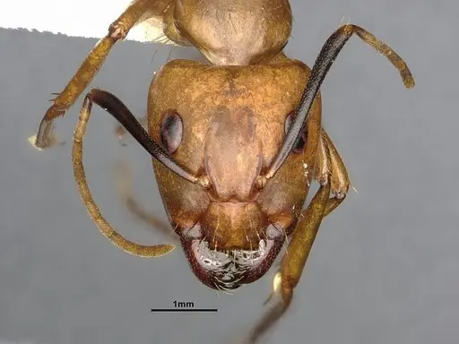 Camponotus fuscocinctus specimen CASENT4032233 image casent4032233_2