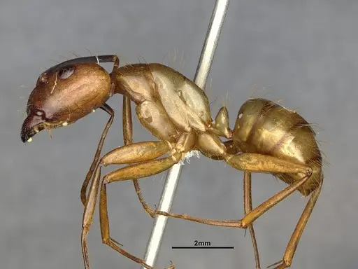 Camponotus fuscocinctus specimen CASENT4032233 image casent4032233_3