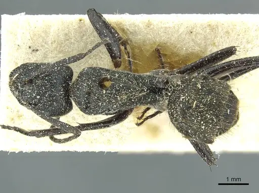 Camponotus gabonensis specimen CASENT0911651 image casent0911651_1