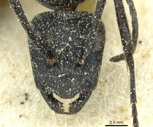 Camponotus gabonensis specimen CASENT0911651 image casent0911651_2