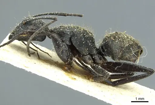Camponotus gabonensis specimen CASENT0911651 image casent0911651_3