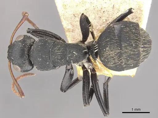 Camponotus galla specimen CASENT0910480 image casent0910480_1