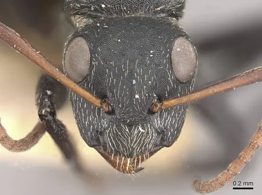 Camponotus galla specimen CASENT0910480 image casent0910480_2