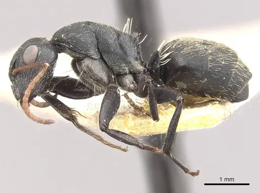 Camponotus galla specimen CASENT0910480 image casent0910480_3