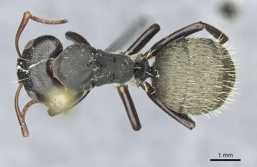 Camponotus galla specimen CASENT0913708 image casent0913708_1