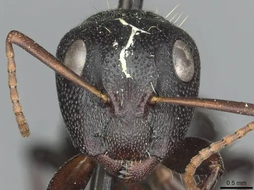 Camponotus galla specimen CASENT0913708 image casent0913708_2
