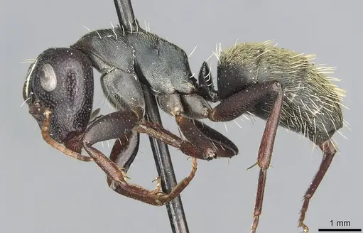 Camponotus galla specimen CASENT0913708 image casent0913708_3