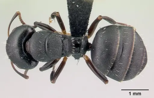 Camponotus galoko specimen CASENT0076246 image casent0076246_1