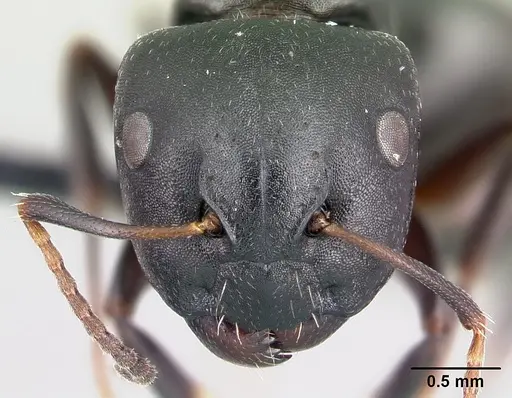 Camponotus galoko specimen CASENT0076246 image casent0076246_2