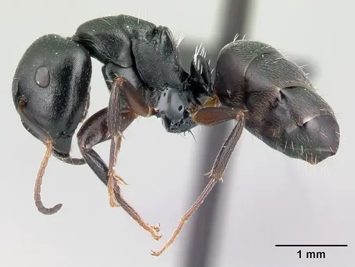 Camponotus galoko specimen CASENT0076246 image casent0076246_3