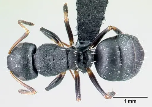 Camponotus galoko specimen CASENT0077691 image casent0077691_1