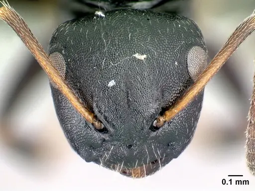 Camponotus galoko specimen CASENT0077691 image casent0077691_2