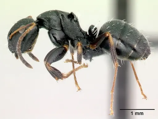 Camponotus galoko specimen CASENT0077691 image casent0077691_3