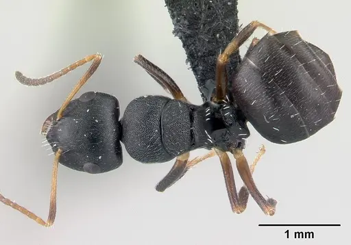 Camponotus galoko specimen CASENT0178918 image casent0178918_1
