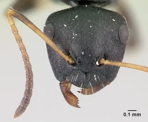 Camponotus galoko specimen CASENT0178918 image casent0178918_2