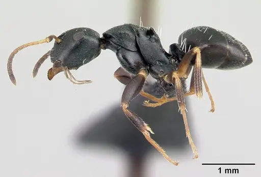Camponotus galoko specimen CASENT0178918 image casent0178918_3