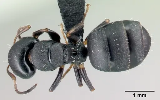 Camponotus galoko specimen CASENT0217304 image casent0217304_1