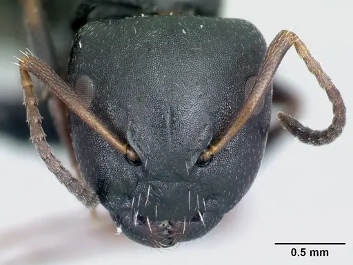 Camponotus galoko specimen CASENT0217304 image casent0217304_2