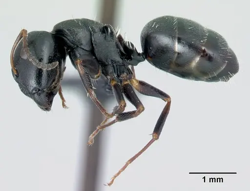 Camponotus galoko specimen CASENT0217304 image casent0217304_3