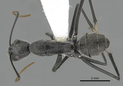 Camponotus gambeyi specimen CASENT0280232 image casent0280232_1