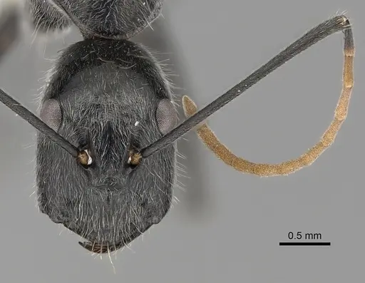 Camponotus gambeyi specimen CASENT0280232 image casent0280232_2