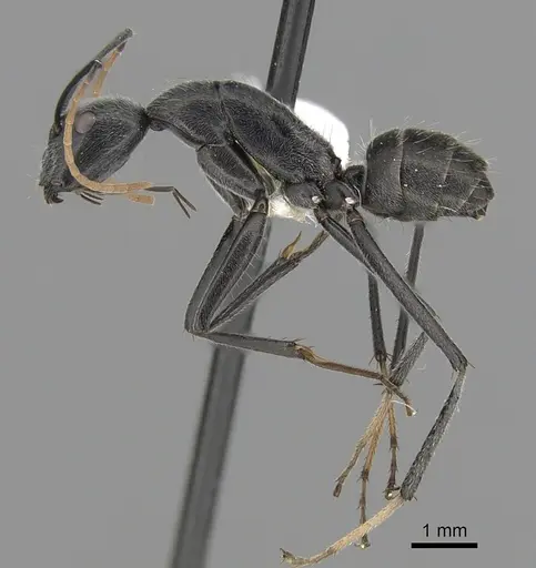 Camponotus gambeyi specimen CASENT0280232 image casent0280232_3