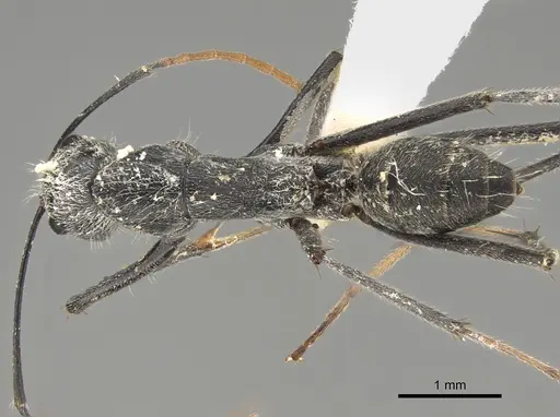 Camponotus gambeyi specimen CASENT0887743 image casent0887743_1
