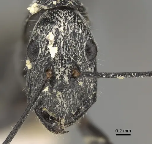 Camponotus gambeyi specimen CASENT0887743 image casent0887743_2