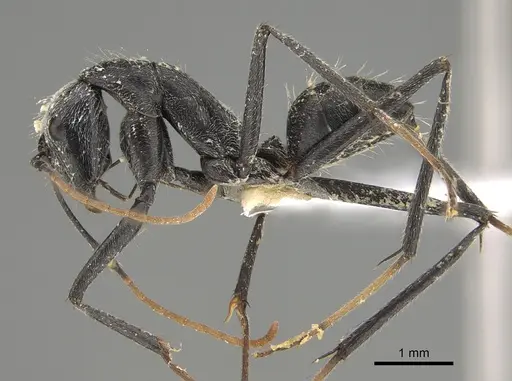 Camponotus gambeyi specimen CASENT0887743 image casent0887743_3