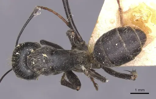 Camponotus gambeyi specimen CASENT0905387 image casent0905387_1